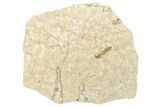 Detailed Fossil Crane Fly (Tipula) - France #256797-1